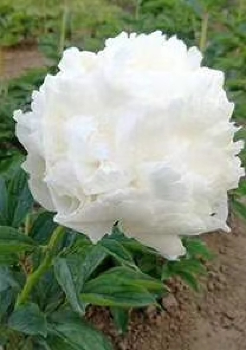 芍药苗基地一手货源，基地直销量大从优
