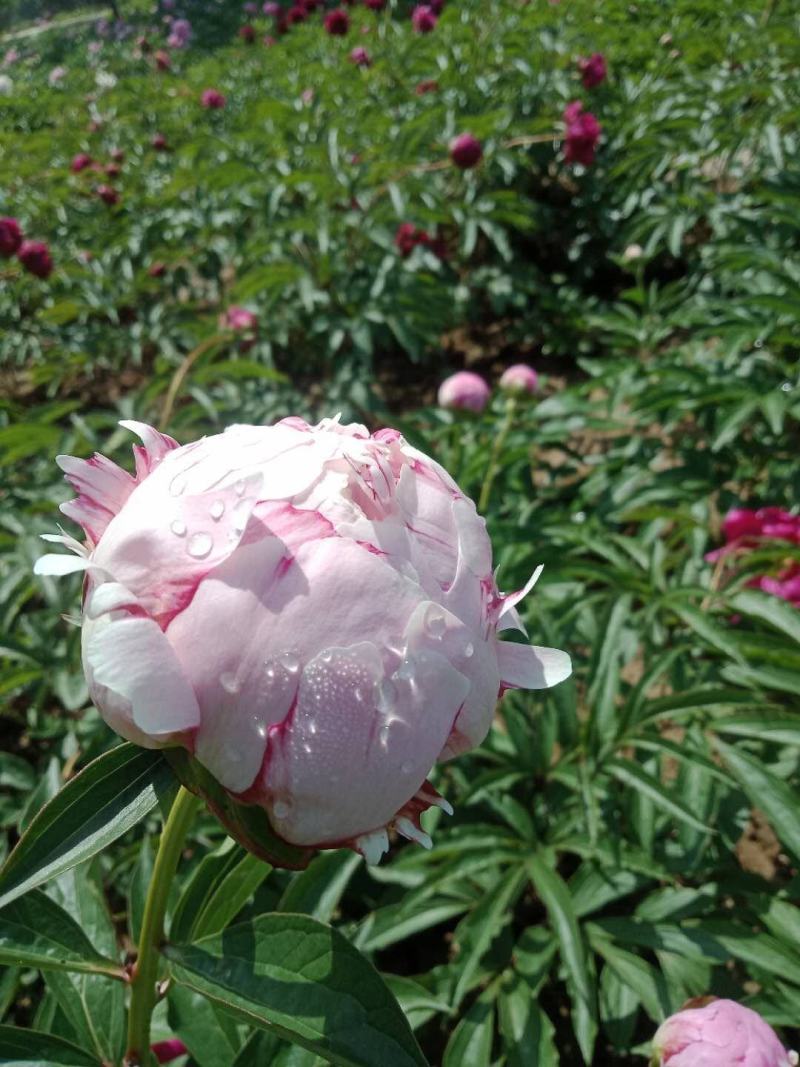 芍药苗基地一手货源，基地直销量大从优