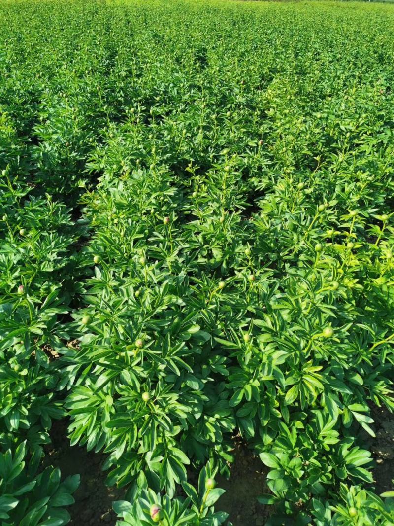 芍药苗基地一手货源，基地直销量大从优