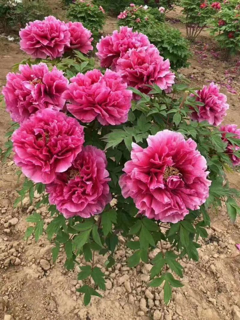 菏泽正宗观赏牡丹，基地直销，一手货源，量大从，欢迎选购！