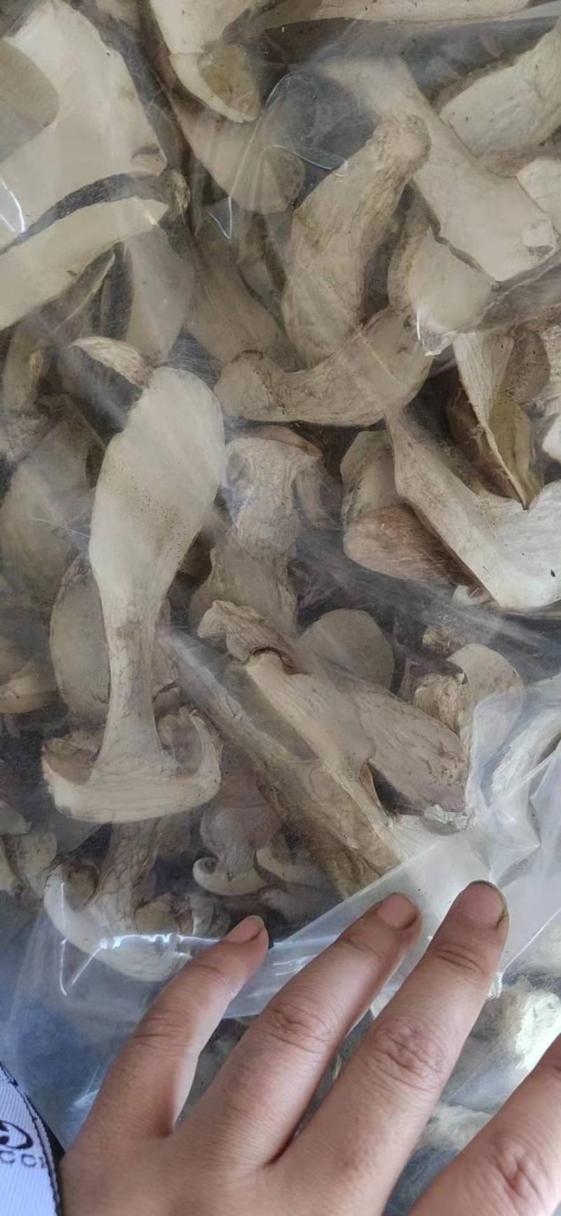 大腿蘑牛肝菌东北野生菌产地直销