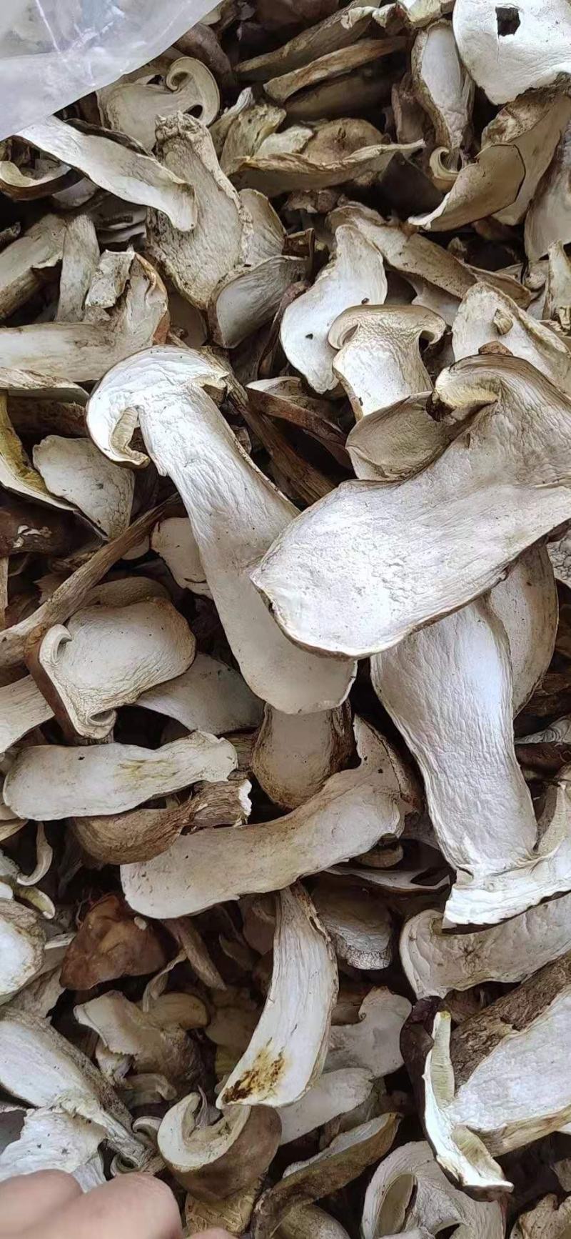 大腿蘑牛肝菌东北野生菌产地直销