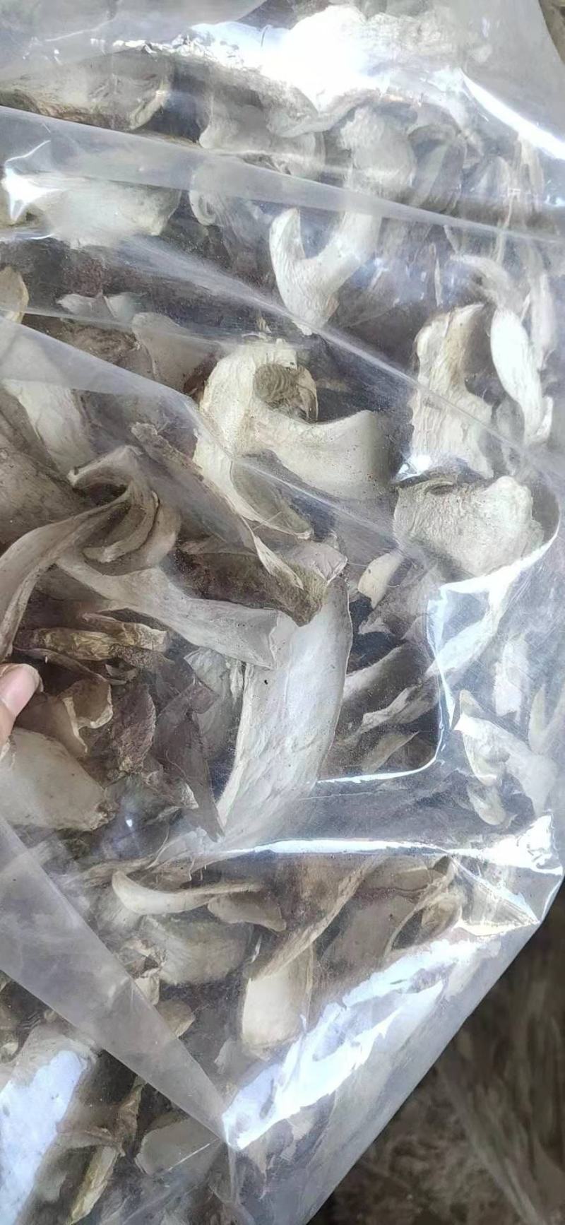 大腿蘑牛肝菌东北野生菌产地直销