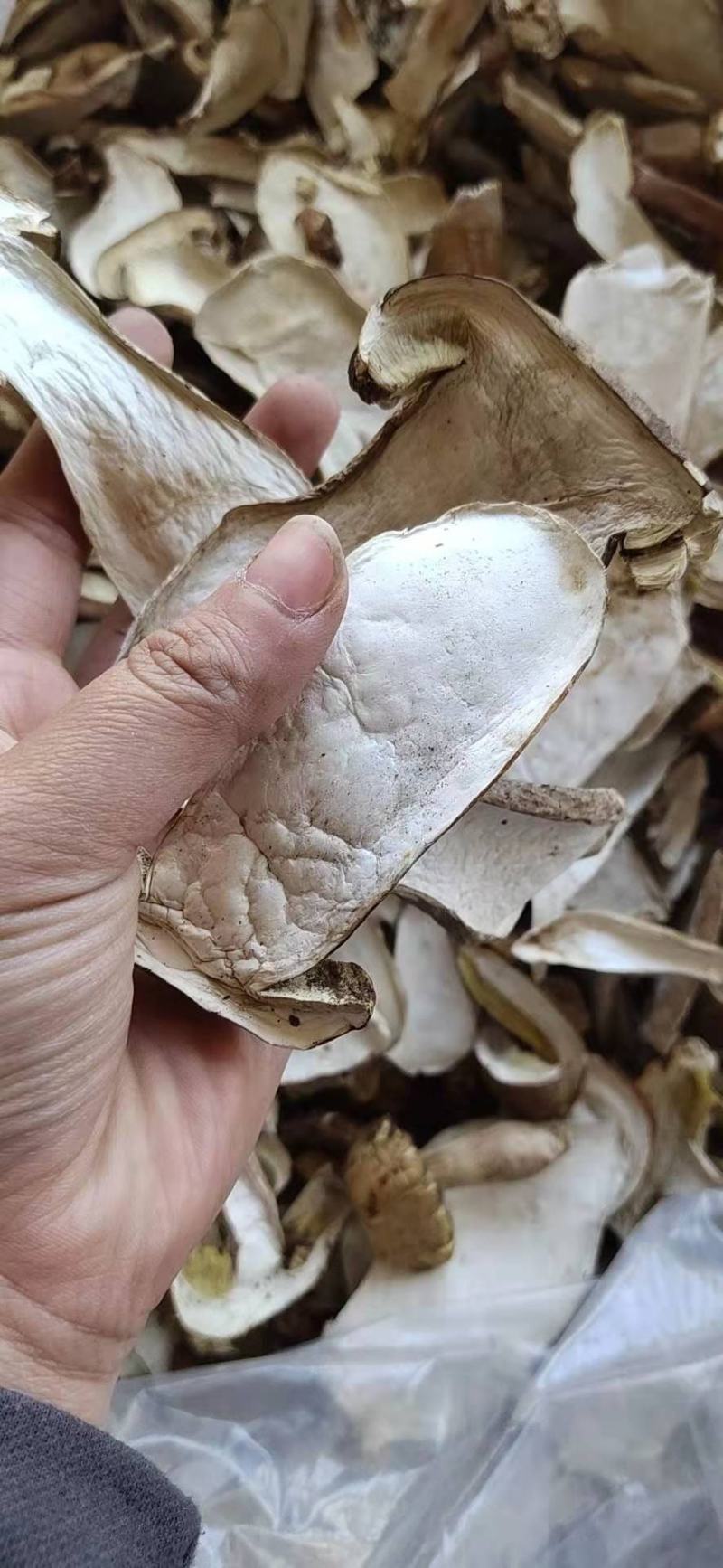 野生牛肝菌美味牛肝菌产地直销质量有保障