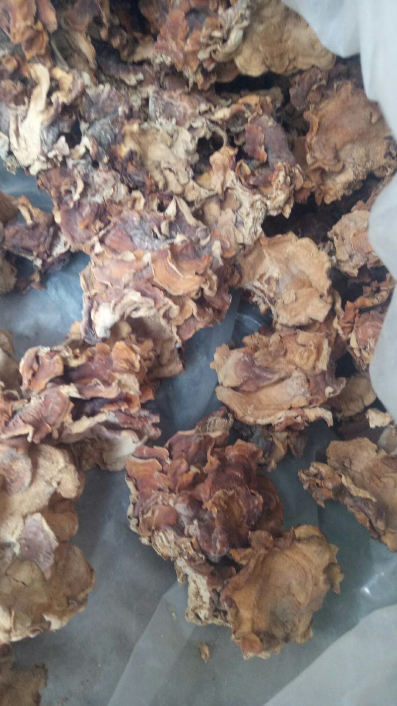 榆耳头批二批大量有货