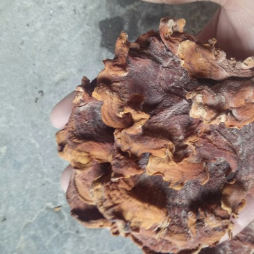 榆耳头批二批大量有货