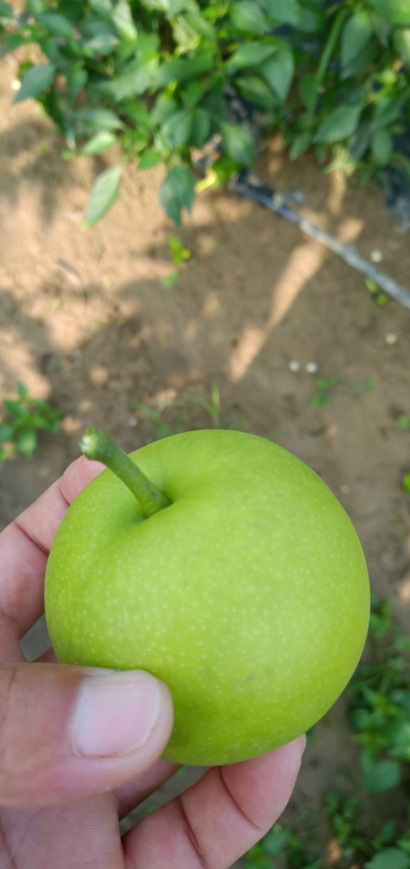 翠玉梨，早熟，湖北沙梨基地直供