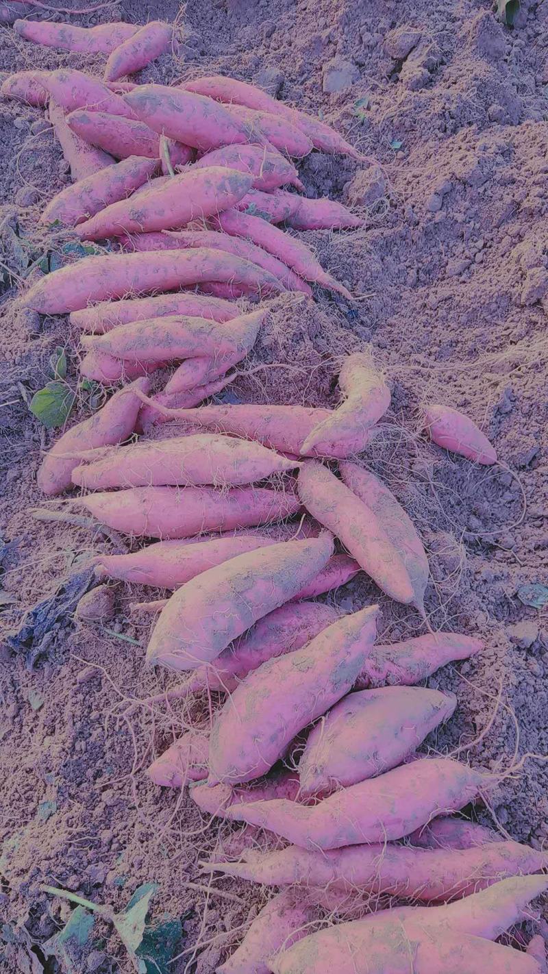 红暑大量供货基地货。西瓜红紫薯济26烟25龙暑龙等等！