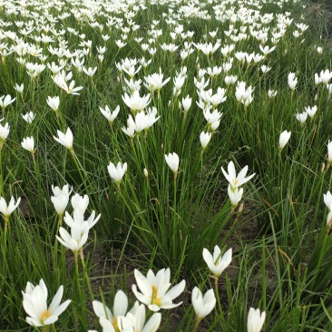基地出售优质葱兰草，葱兰价格低，花色漂亮