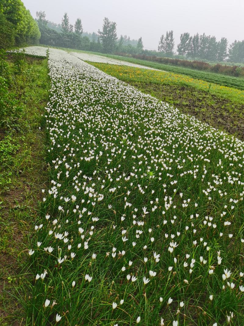 基地出售优质葱兰草，葱兰价格低，花色漂亮