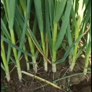 蒜苗叶绿质量好量大无公害装车快