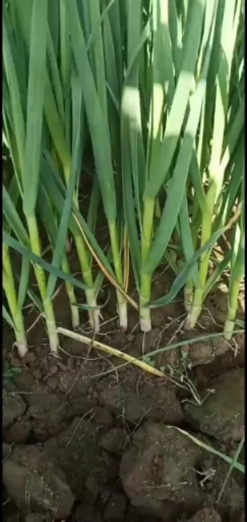 蒜苗叶绿质量好量大无公害装车快