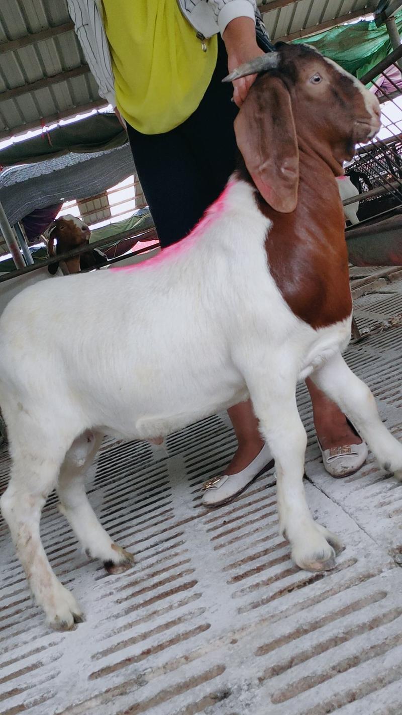 波尔山羊繁殖母羊种公羊包技术包成活厂家直供