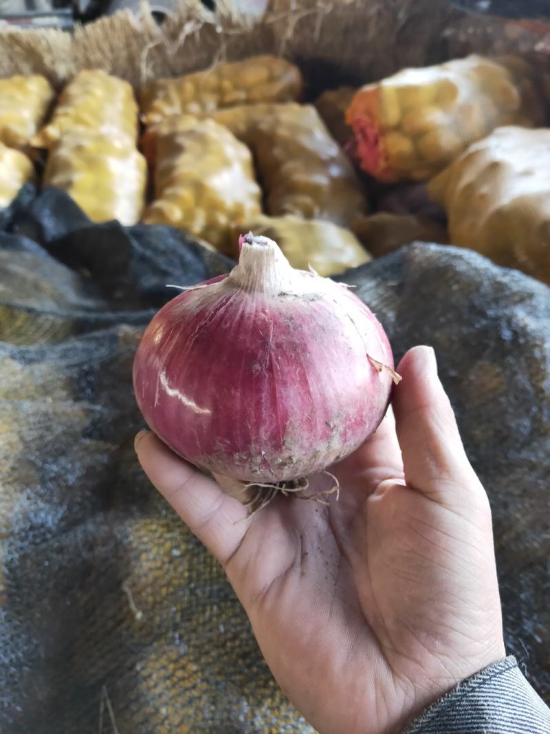 洋葱，量大二红，质优价廉