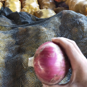 洋葱，量大二红，质优价廉