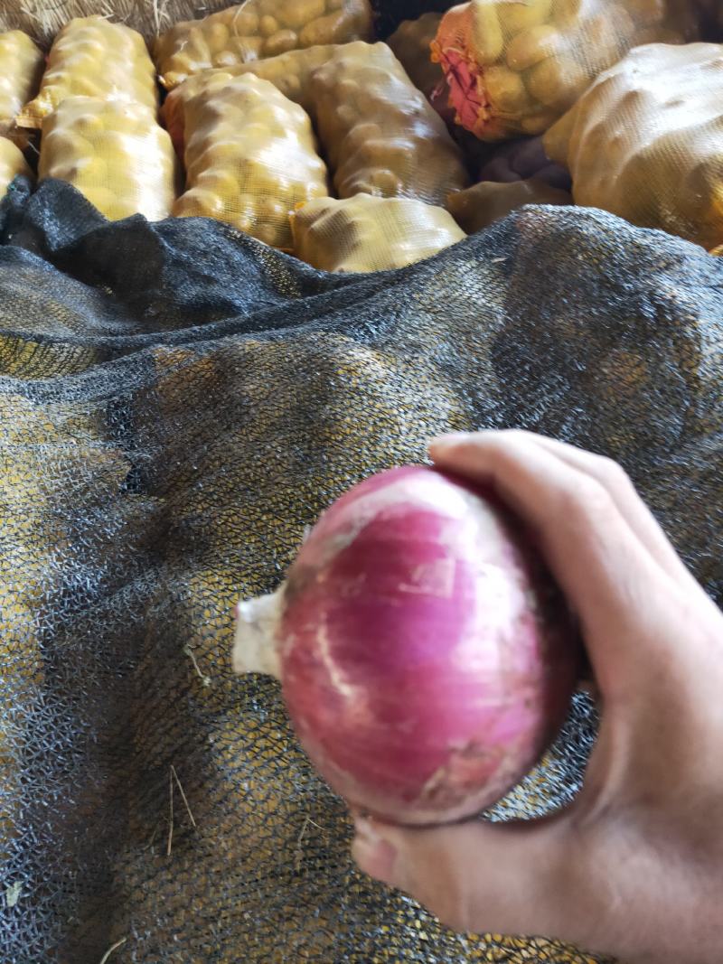 洋葱，量大二红，质优价廉