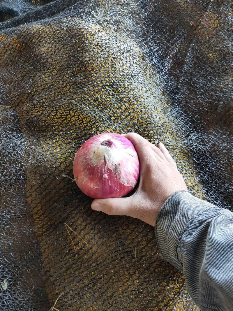 洋葱，量大二红，质优价廉