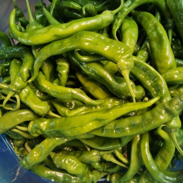 梨树各种蔬菜欢迎前来采购