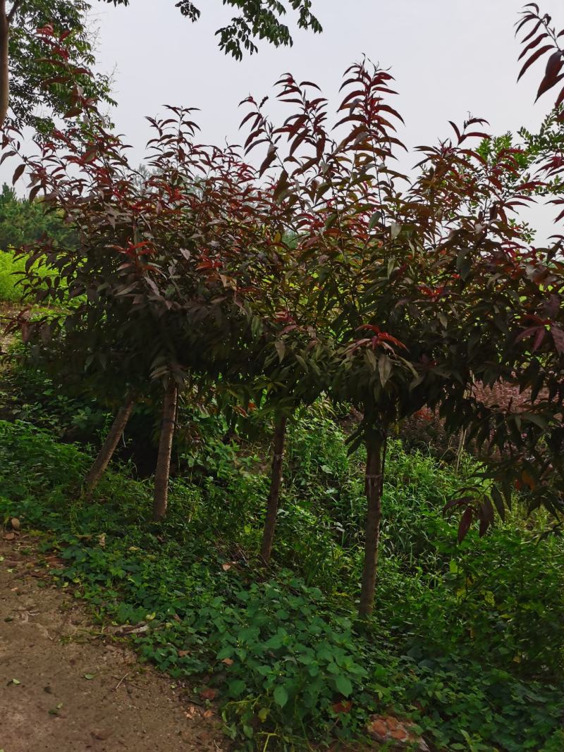 产地出售优质红叶碧桃，紫叶碧桃，红花重瓣，规格全，货源足