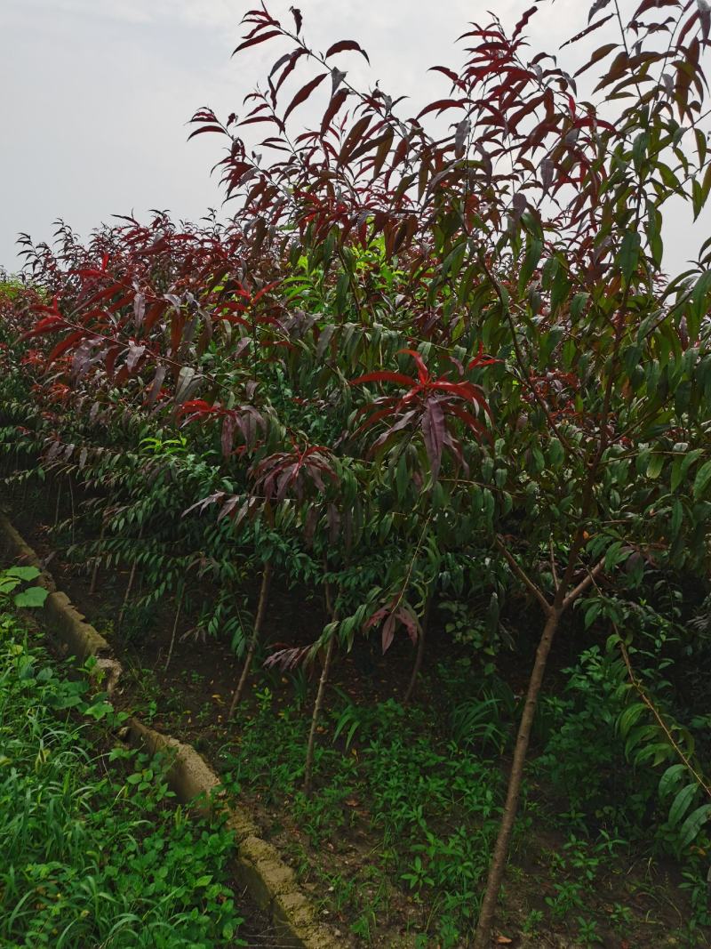 产地出售优质红叶碧桃，紫叶碧桃，红花重瓣，规格全，货源足