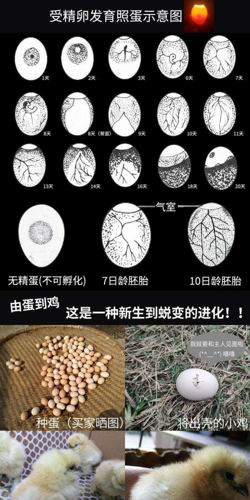 泰和原种乌鸡养殖场受精种蛋原产地发货直销线上交易