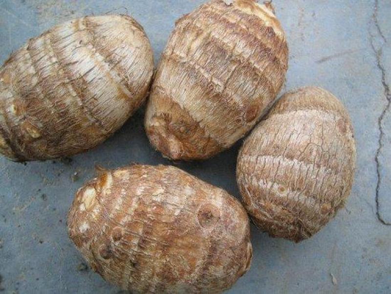 大量出售:精品新鲜芋儿