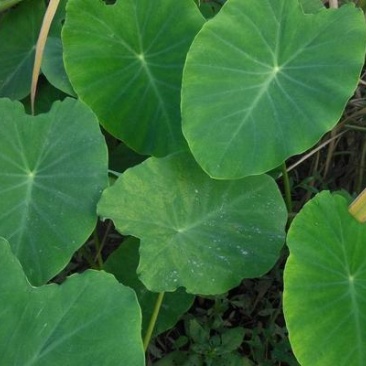 大量出售:精品新鲜芋儿