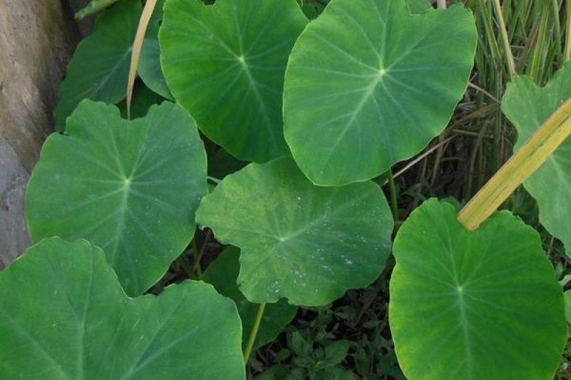 大量出售:精品新鲜芋儿