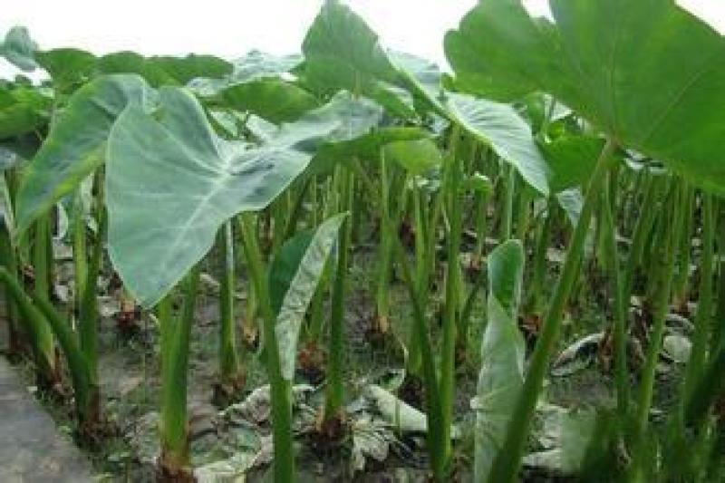 大量出售:精品新鲜芋儿