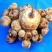 大量出售:精品新鲜芋儿