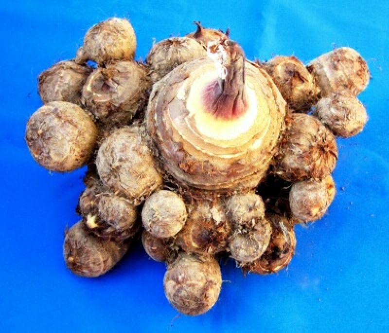 大量出售:精品新鲜芋儿