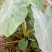 大量出售:精品新鲜芋儿