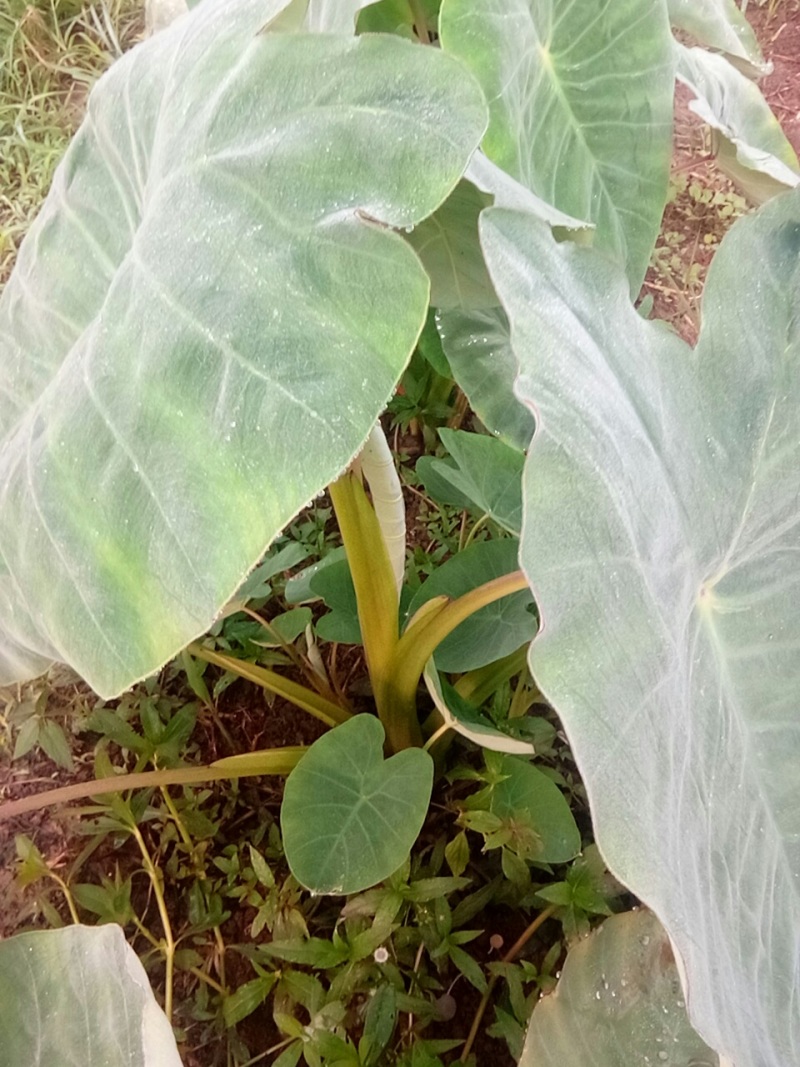 大量出售:精品新鲜芋儿