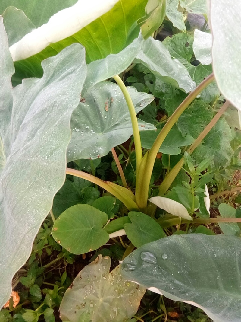 大量出售:精品新鲜芋儿
