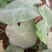 大量出售:精品新鲜芋儿