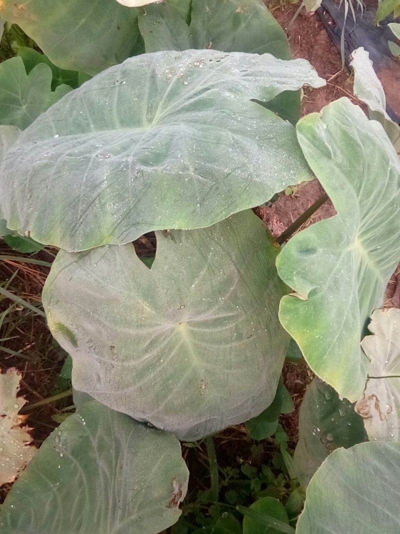 大量出售:精品新鲜芋儿