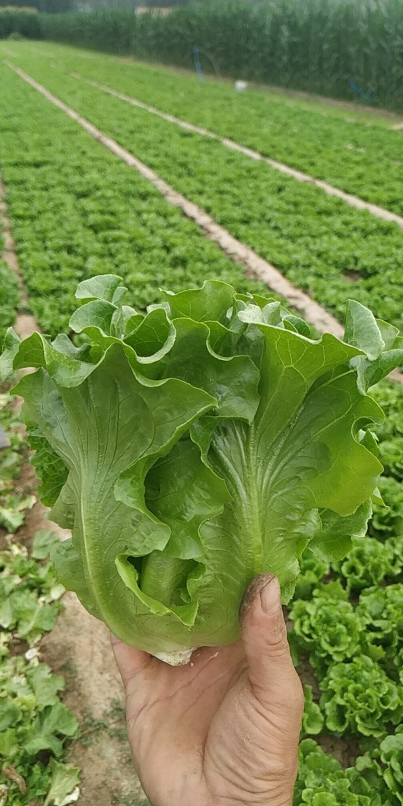 意大利散叶生菜，产地直供，装泡沫箱，装框，代发