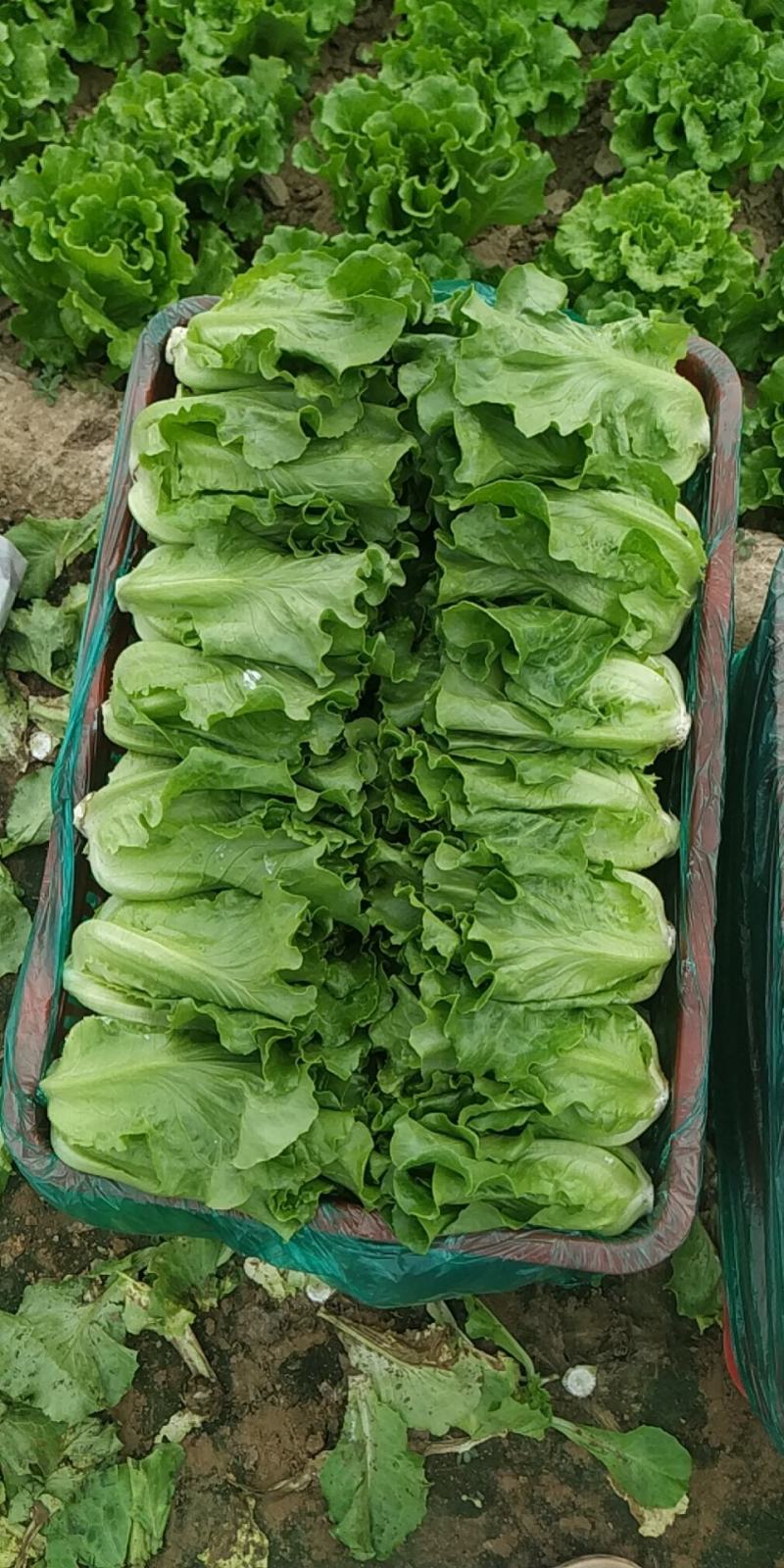 意大利散叶生菜，产地直供，装泡沫箱，装框，代发