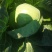 甘蓝(ε)绿球(ε)