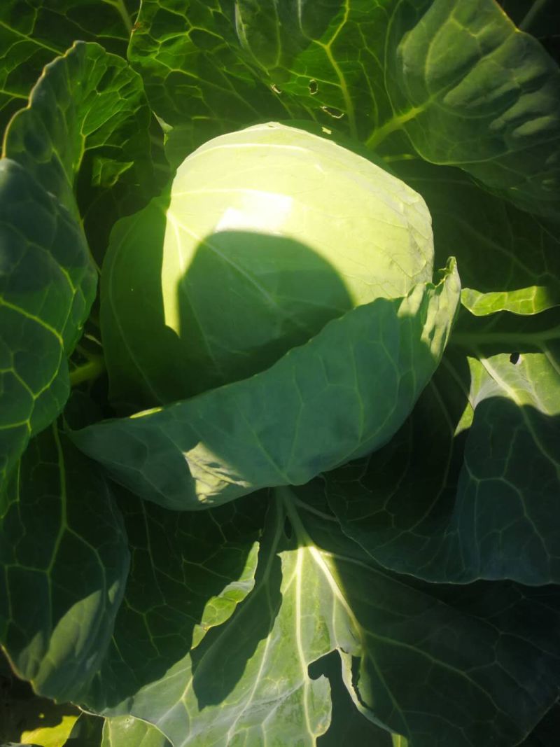 甘蓝(ε)绿球(ε)