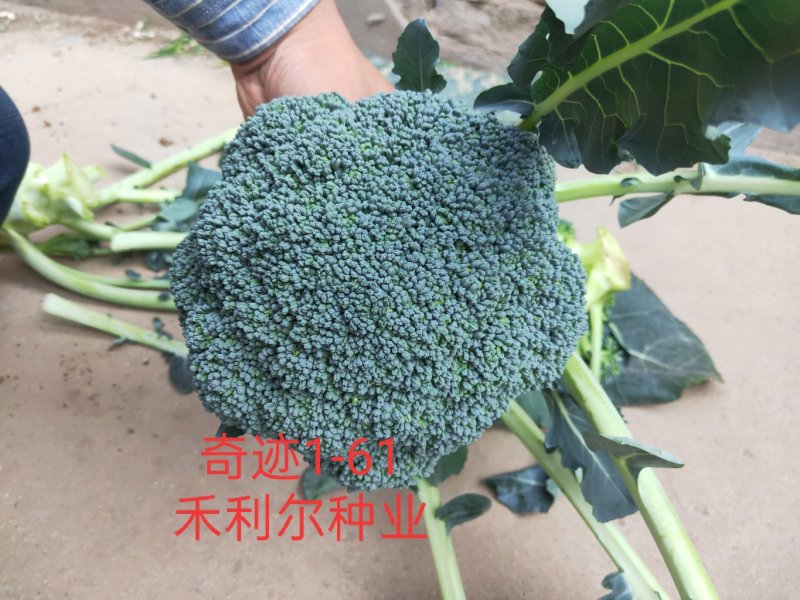 绿奇6号西蓝花种子耐热耐寒抗性强蕾粒匀花球圆绿