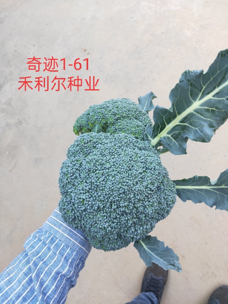 绿奇6号西蓝花种子耐热耐寒抗性强蕾粒匀花球圆绿