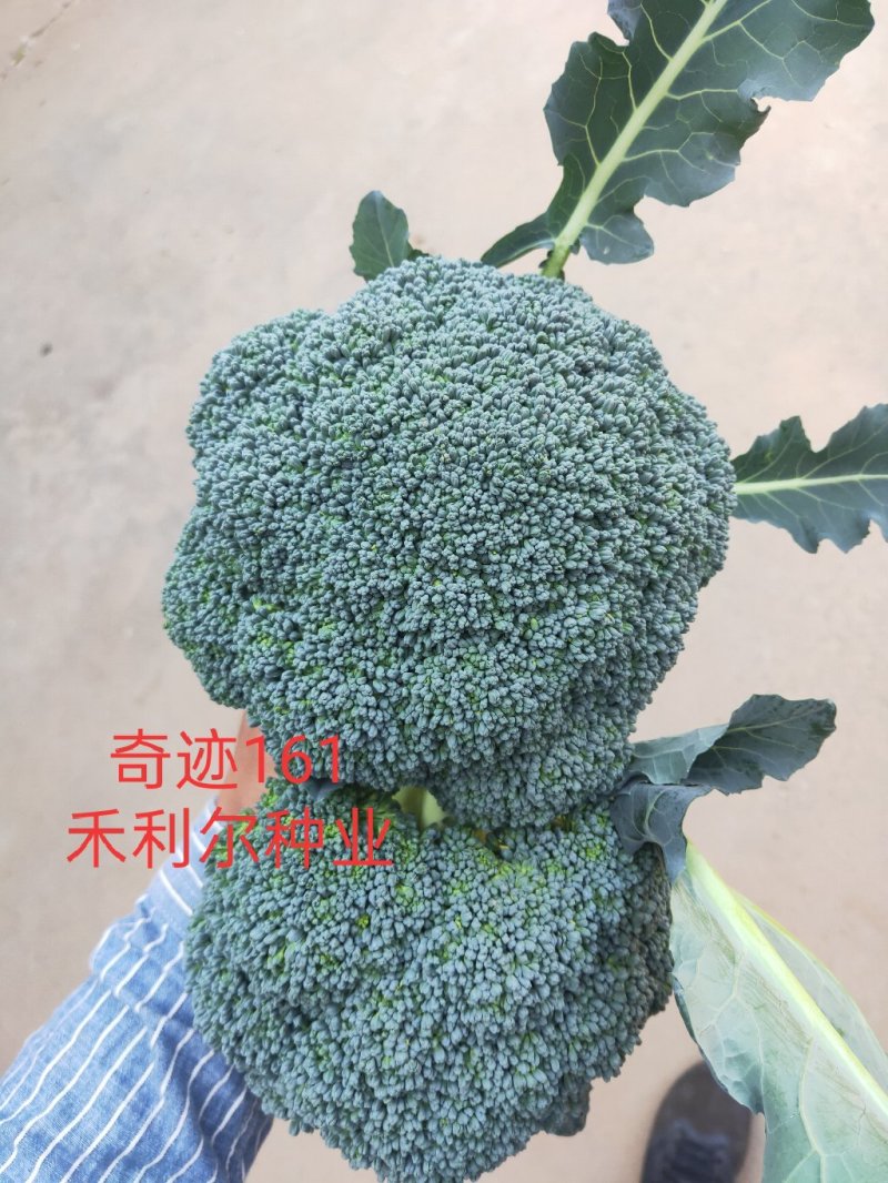 绿奇6号西蓝花种子耐热耐寒抗性强蕾粒匀花球圆绿