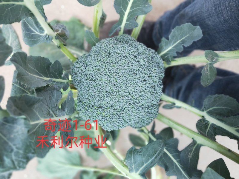 绿奇6号西蓝花种子耐热耐寒抗性强蕾粒匀花球圆绿
