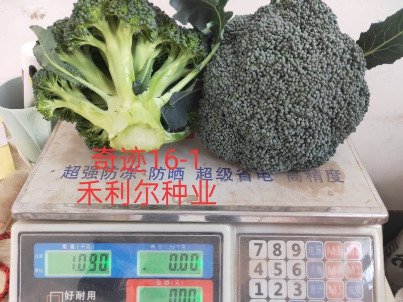 绿奇6号西蓝花种子耐热耐寒抗性强蕾粒匀花球圆绿