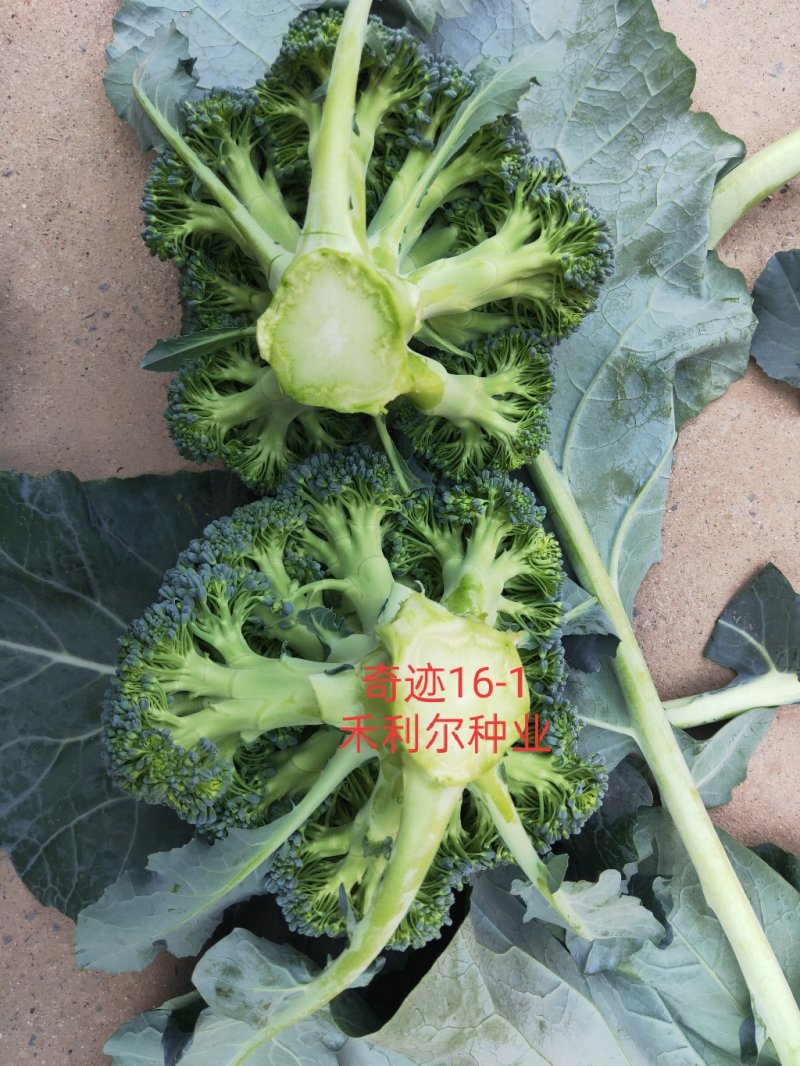 绿奇6号西蓝花种子耐热耐寒抗性强蕾粒匀花球圆绿