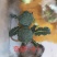 绿奇6号西蓝花种子耐热耐寒抗性强蕾粒匀花球圆绿