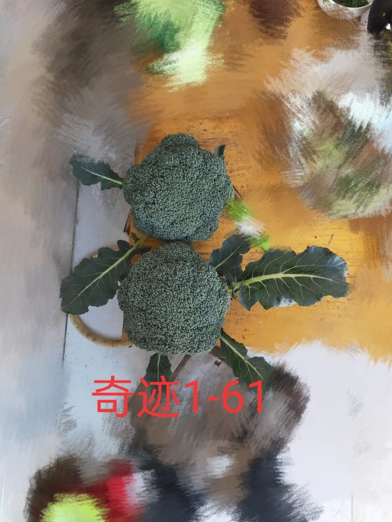 绿奇6号西蓝花种子耐热耐寒抗性强蕾粒匀花球圆绿