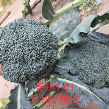 绿奇6号西蓝花种子耐热耐寒抗性强蕾粒匀花球圆绿