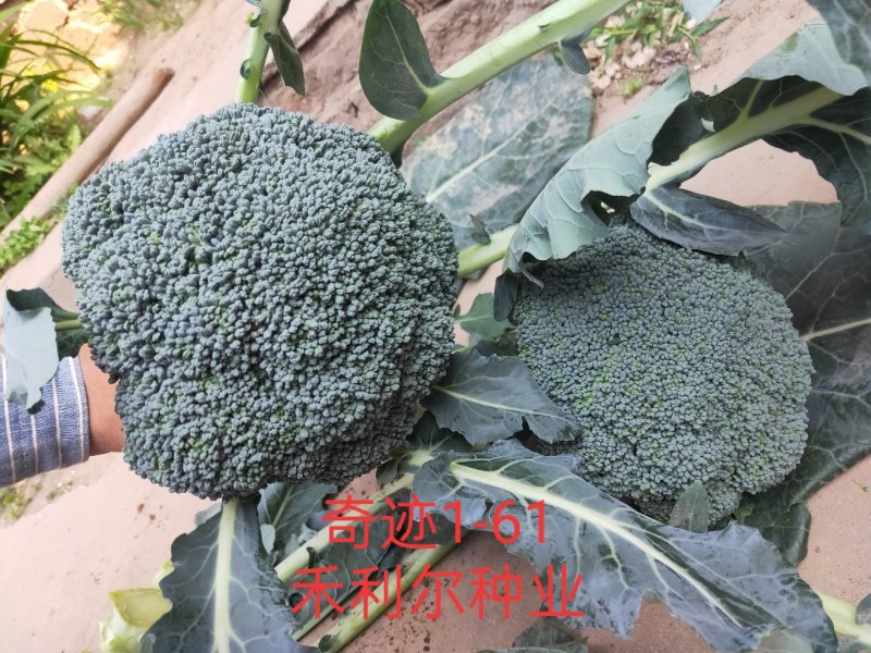绿奇6号西蓝花种子耐热耐寒抗性强蕾粒匀花球圆绿